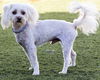 Benson A Poodle-Havanese Mix