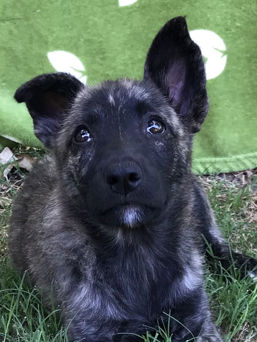 Tiger Lily a Shepherd lab puppy