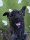 Tiger Lily a Shepherd lab puppy