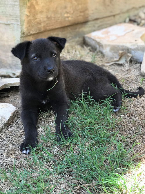 Tiddly Winks, a shepherd Lab puppy