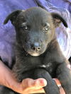 Tiddly Winks, a shepherd Lab puppy