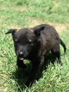 Tiddly Winks, a shepherd Lab puppy