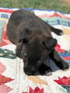 Tiddly Winks, a shepherd Lab puppy