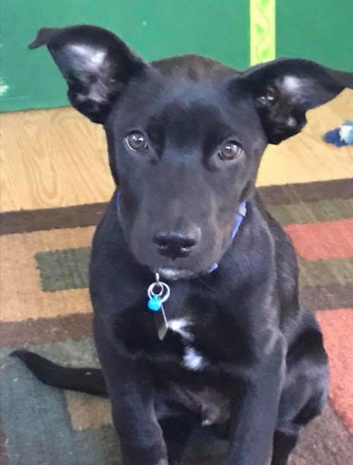 Apollo  a shepherd Lab puppy