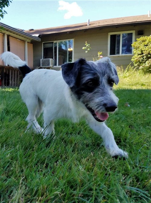 Oreo a Jack Russell mix