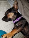 Darling a Chiweenie (Dachshund-chihuahua mix)