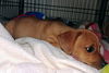Jester a Chiweenie Puppy