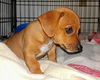 Jester a Chiweenie Puppy