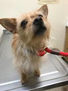 Amber  A Yorkie Mix girl