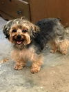 Teddy, a Purebred Yorkie male