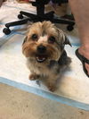 Teddy, a Purebred Yorkie male