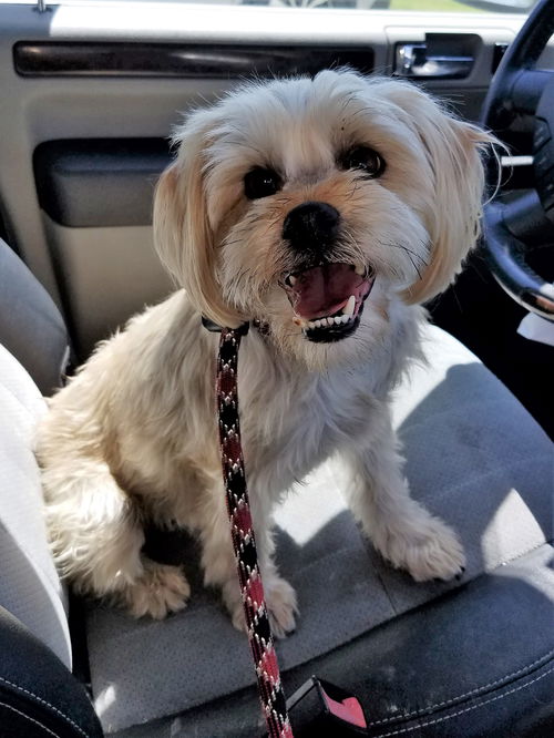 Chloe the Shih Tzu-Poodle girl