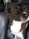 Peter a Corgi-Beagle mix Male