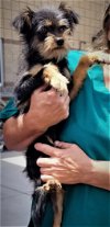 Ace Maggee, A Schnauzer-Cairn Terrier Puppy