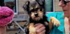 Ace Maggee, A Schnauzer-Cairn Terrier Puppy