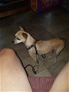 Koda, a Italian Greyhound-Chihuahua mix