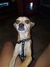 Koda, a Italian Greyhound-Chihuahua mix