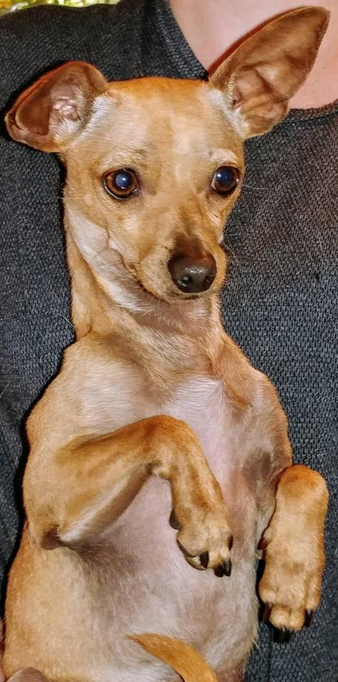 Joey a tiny young Chihuahua