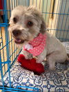 Honey  A Bichon-Havanese female