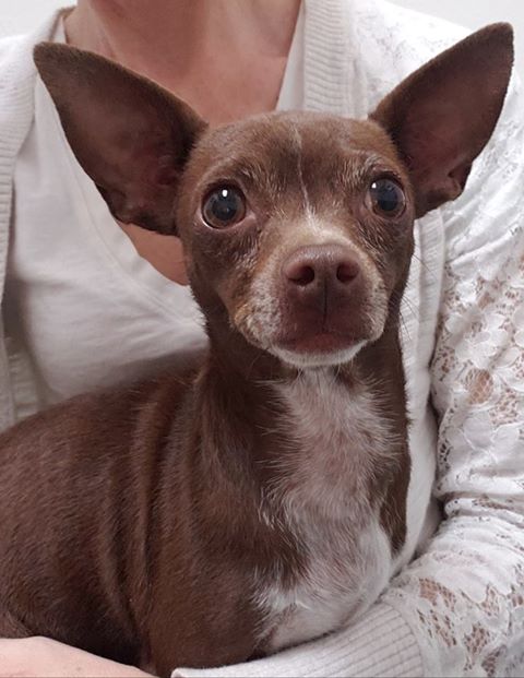 Trixie