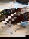 Sissie  A Chiweenie puppy