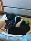 Sissie  A Chiweenie puppy