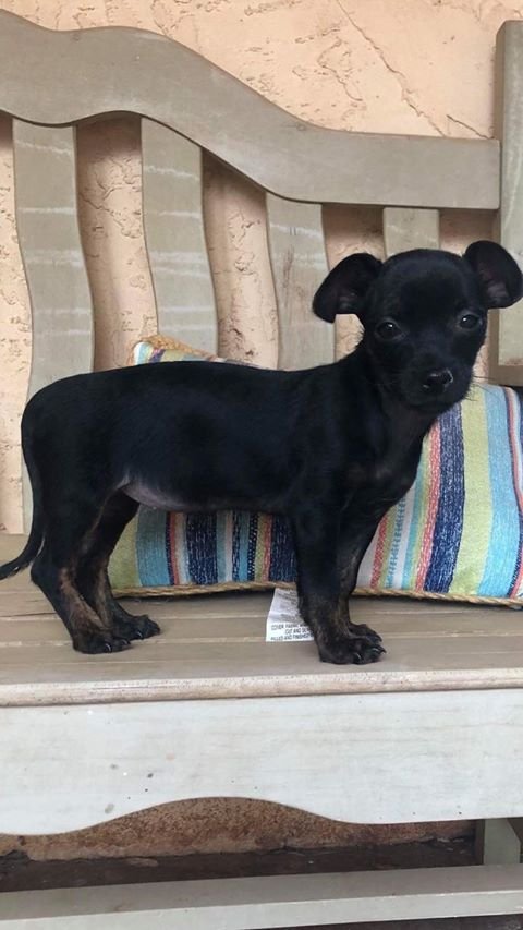 Gia, a Chihuahua puppy