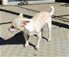 Precious, a Maltese-Terrier mix female