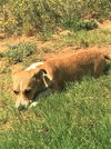 Annie a Corgi Mix