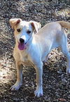 Jewel, a Corgi mix Pup