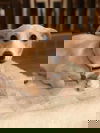 Jewel, a Corgi mix Pup