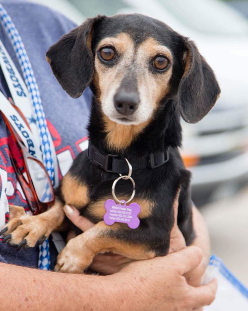 Peanut Butter, a senior Dachshund