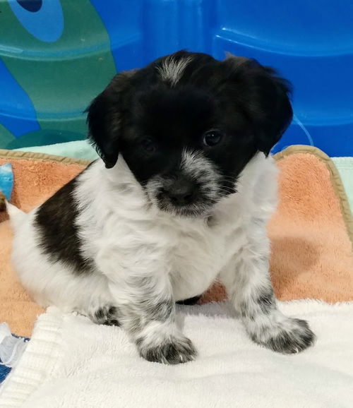 Max a Shih Tzu Mix Puppy