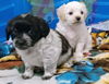 Max a Shih Tzu Mix Puppy