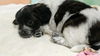 Max a Shih Tzu Mix Puppy