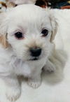 Daniel A Shih Tzu Mix Puppy