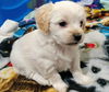 Daniel A Shih Tzu Mix Puppy