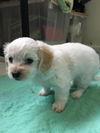 Daniel A Shih Tzu Mix Puppy