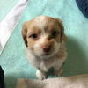 MILO a shih Tzu Mix Puppy