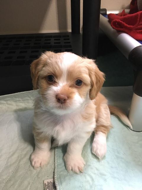 MILO a shih Tzu Mix Puppy