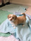 MILO a shih Tzu Mix Puppy