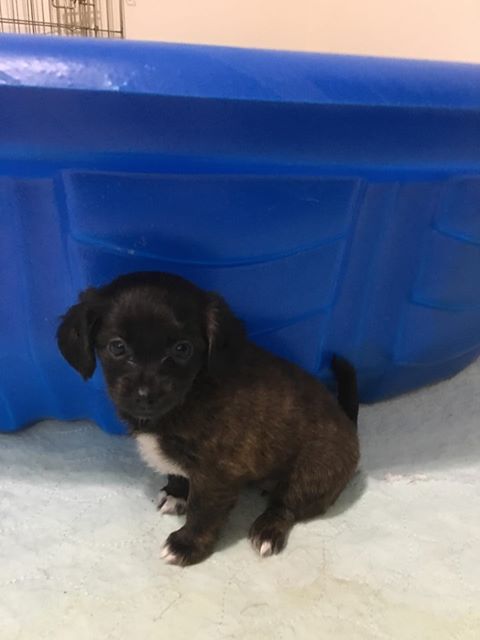 Heidi a Shih Tzu mix puppy