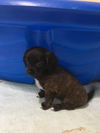 Heidi a Shih Tzu mix puppy