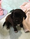 Heidi a Shih Tzu mix puppy