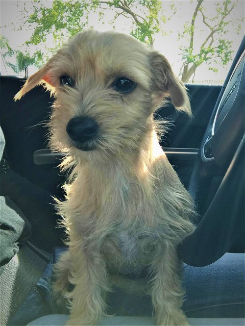 Ellie (formerly Lexi) a Terrier mix puppy