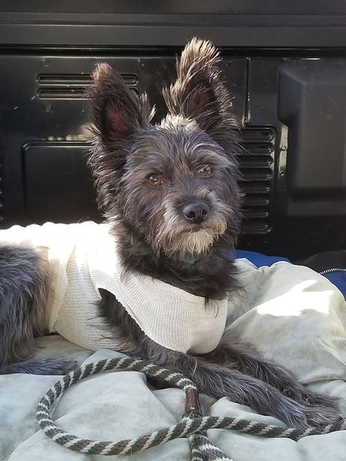 Bitsy, A Cairn-Yorkie Terrier mix