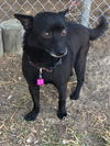 Austin a Male Schipperke