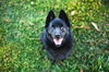 Austin a Male Schipperke