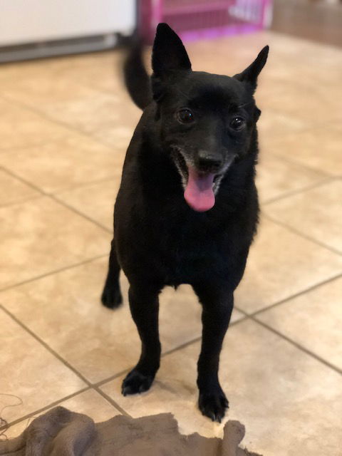 Austin a Male Schipperke