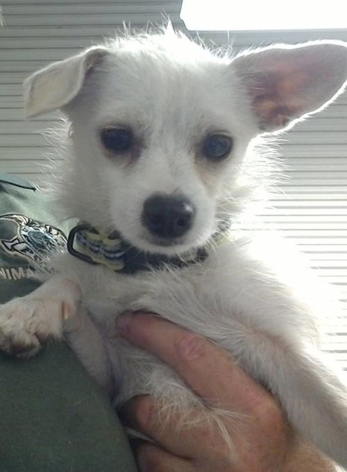 Freckles, a small male Terrier mix